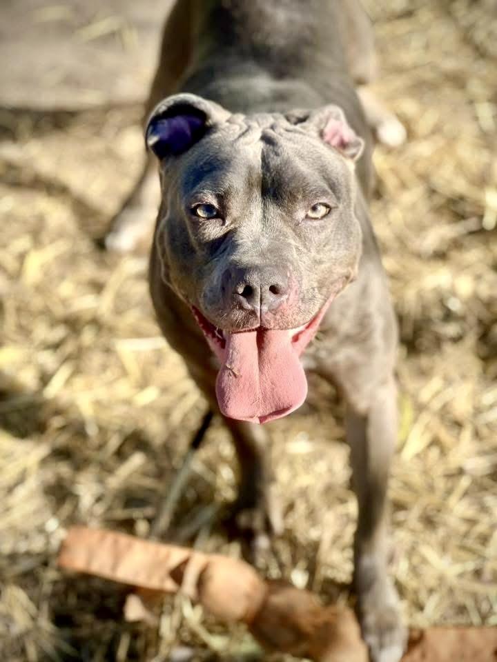 Enlarge Miette, a ADOPTABLE Pit Bull Terrier in Chicago, IL image 4/5