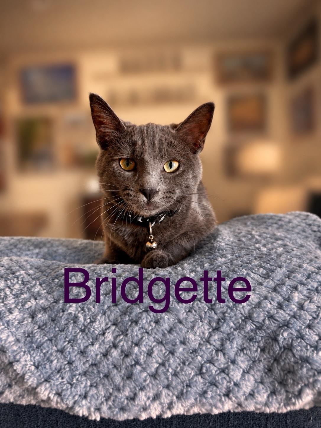 Enlarge Bridgette, a Adopted mixed breed in Tucson, AZ image 1/1