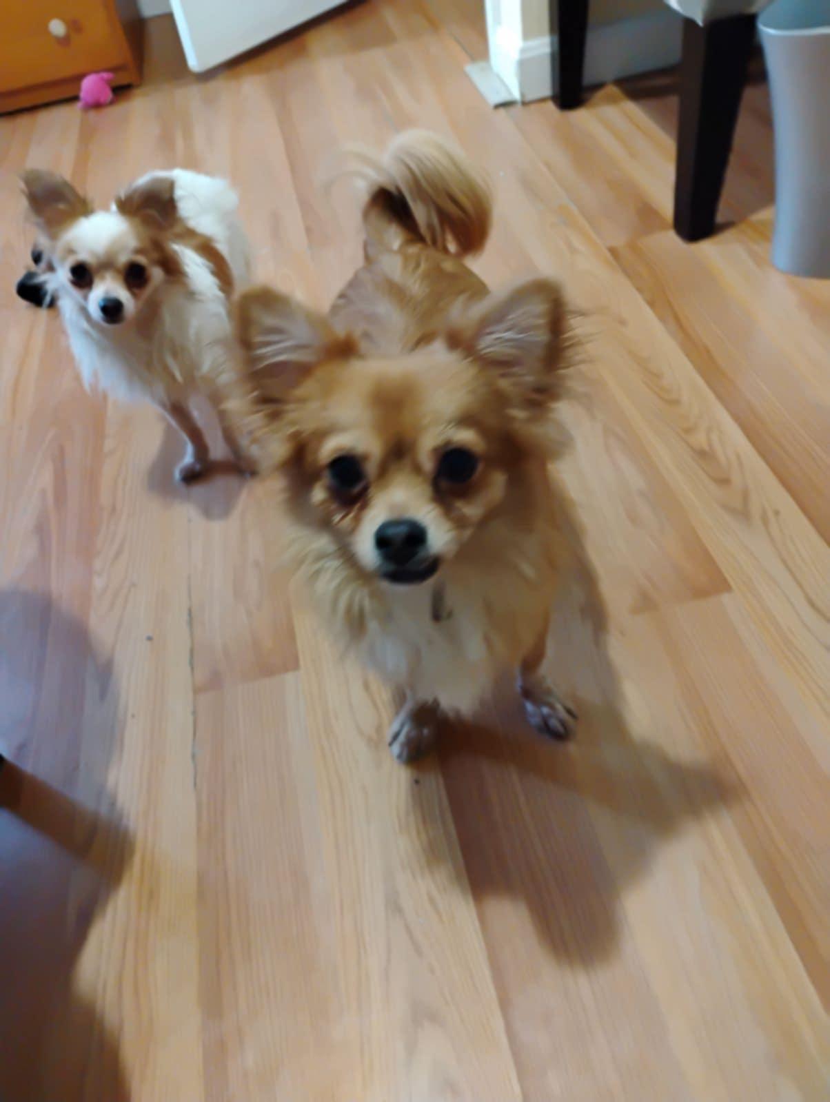 Baby Simon and Teddy, Adopted, Adult Male Chihuahua.