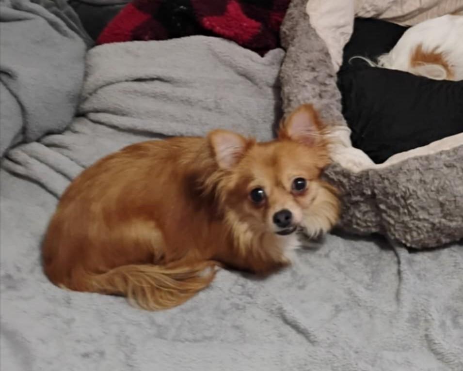 Enlarge Baby Simon and Teddy, a Adopted Chihuahua in Johnston, RI image 3/4