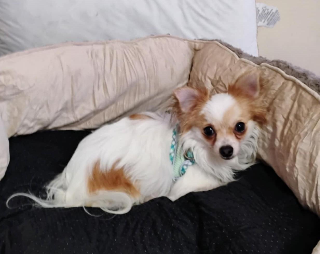 Enlarge Baby Simon and Teddy, a Adopted Chihuahua in Johnston, RI image 2/4