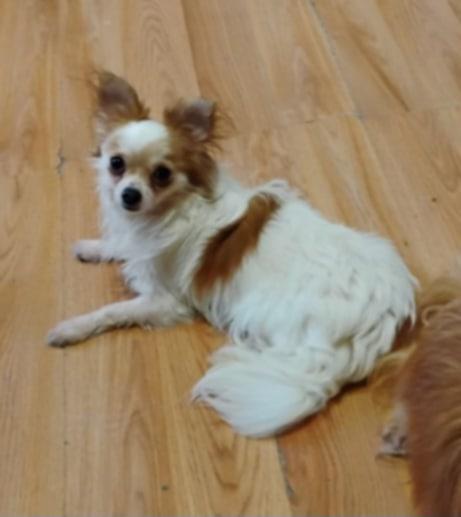 Enlarge Baby Simon and Teddy, a Adopted Chihuahua in Johnston, RI image 4/4