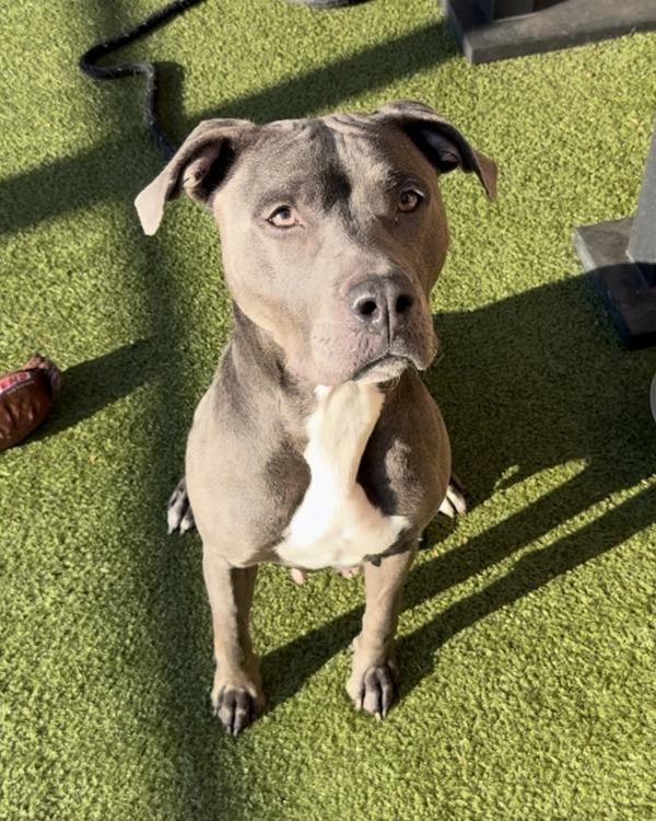 Enlarge Blu, a Adoptable mixed breed in Canton, GA image 1/1