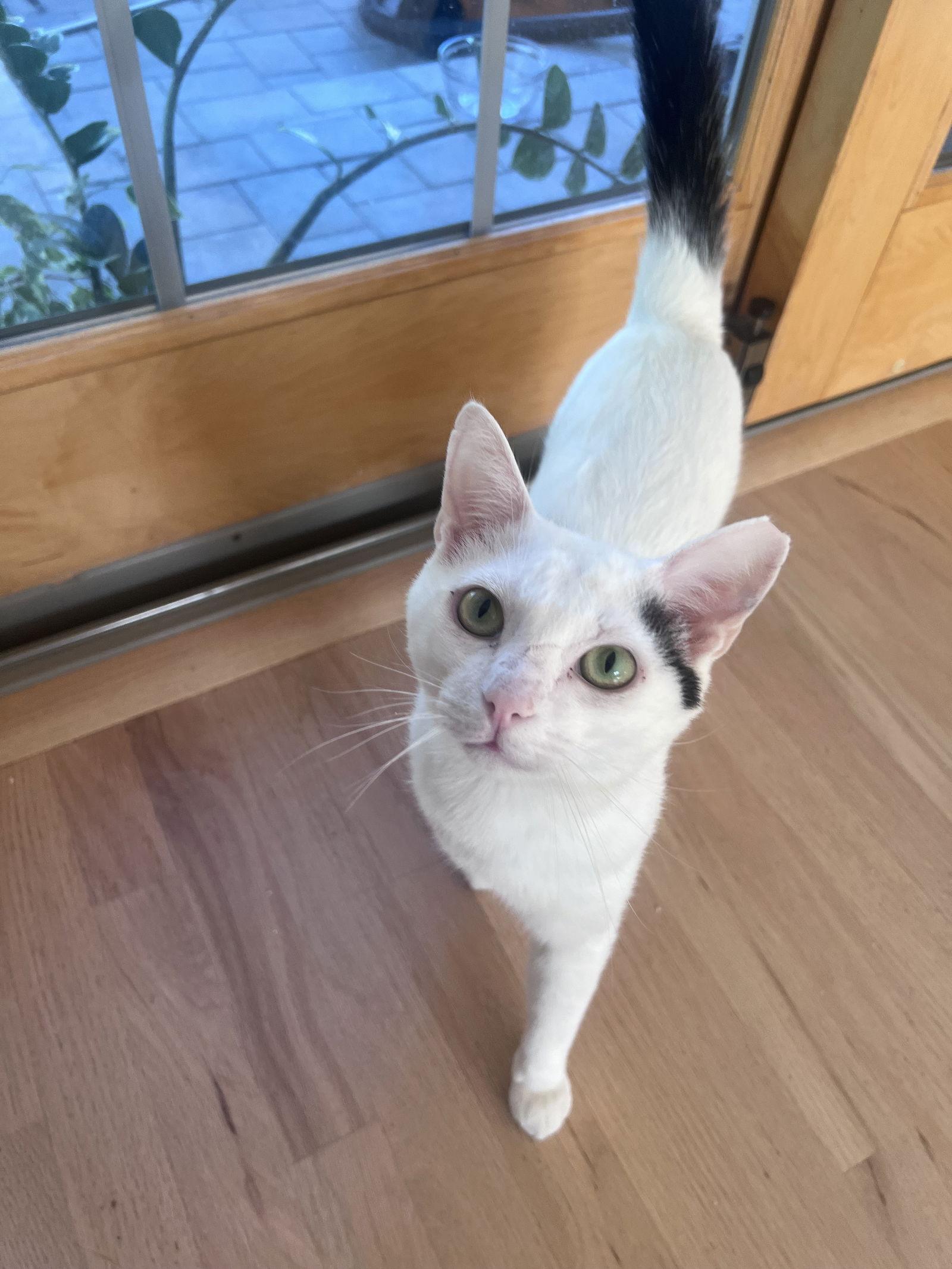 Enlarge INDY, a Adoptable Domestic Short Hair in Walnut Creek, CA image 2/3