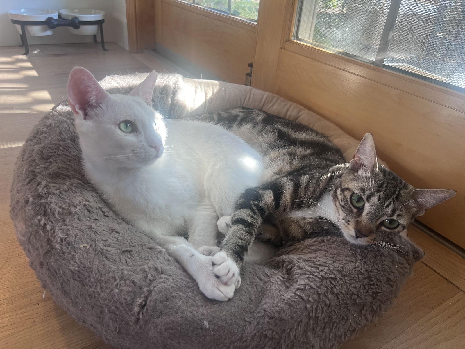 INDY, a Adoptable Domestic Short Hair in Walnut Creek, CA image 3/5