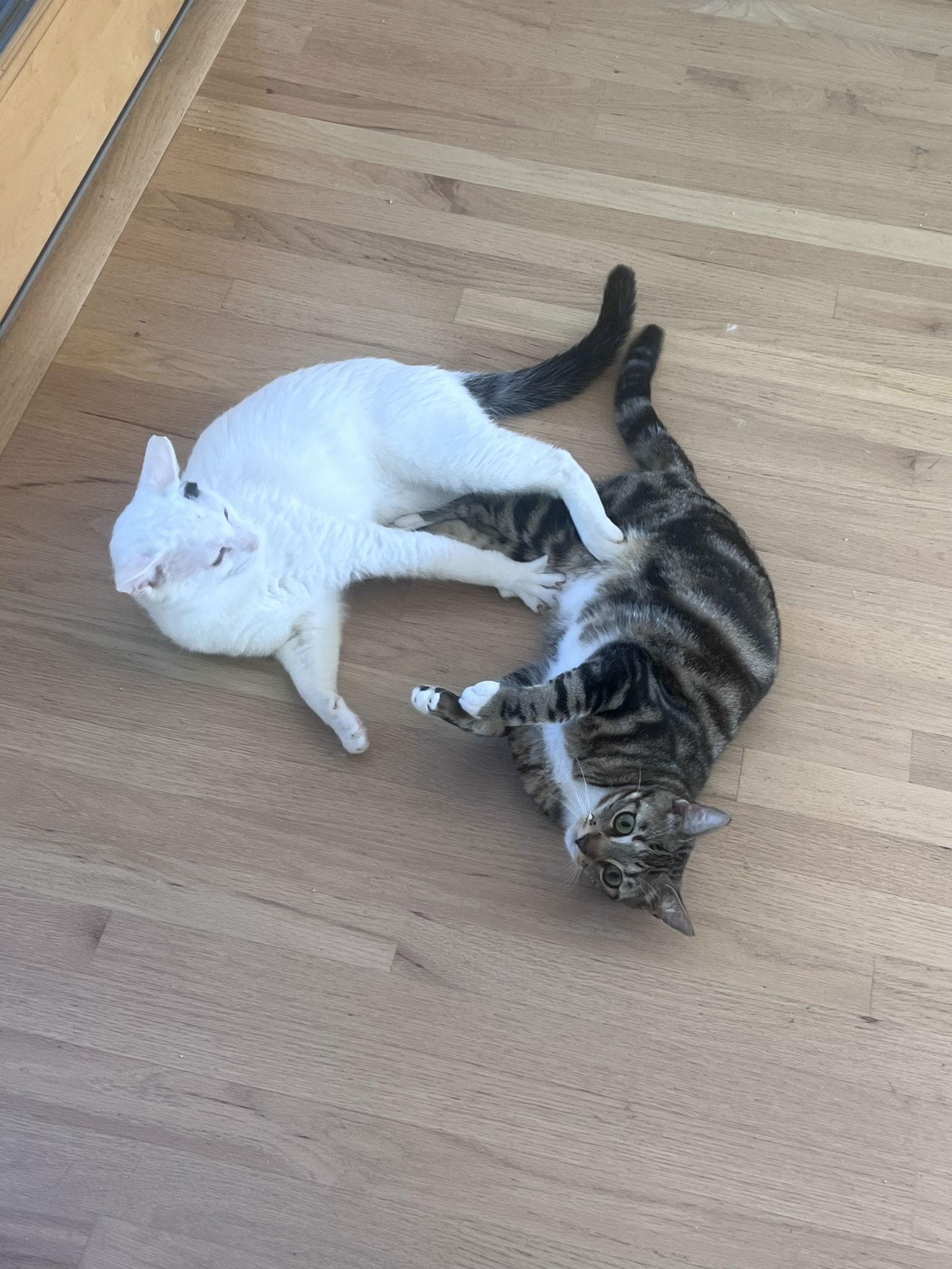 Enlarge INDY, a Adoptable Domestic Short Hair in Walnut Creek, CA image 3/3