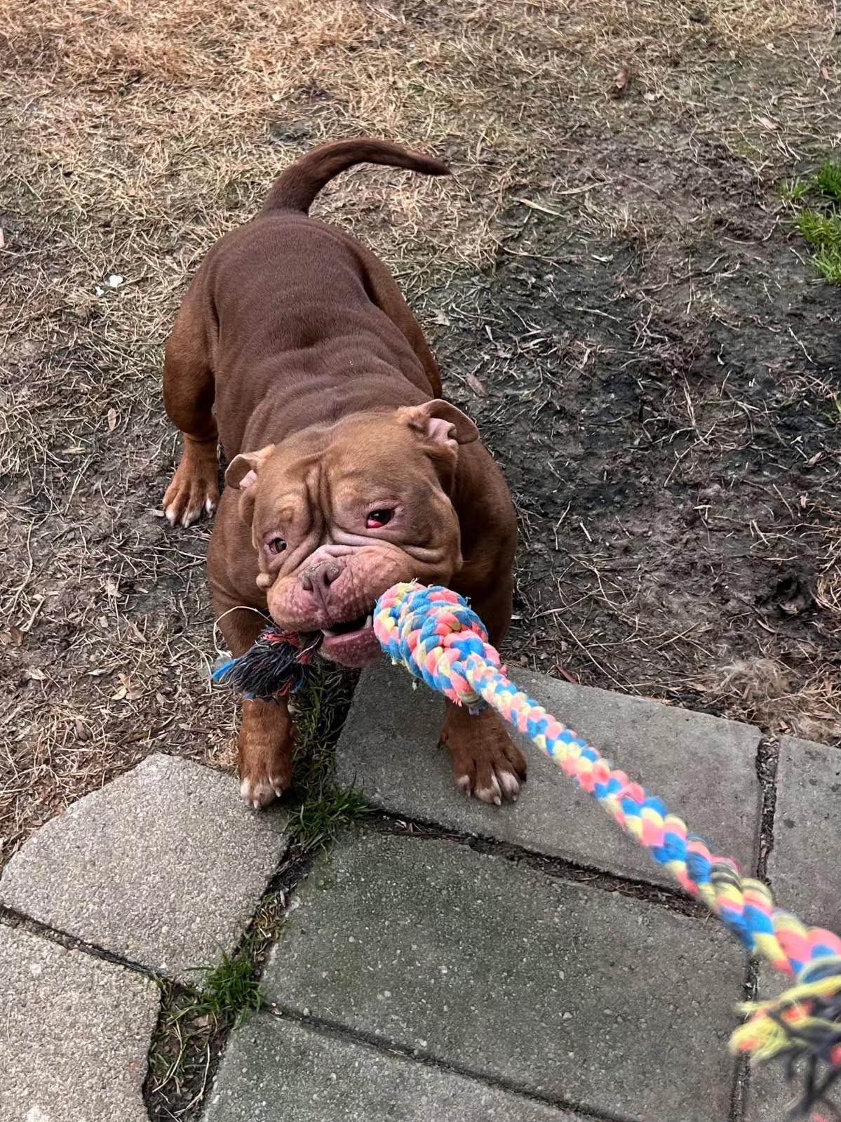 Dumplin', adopted, Adult Female American Bulldog.