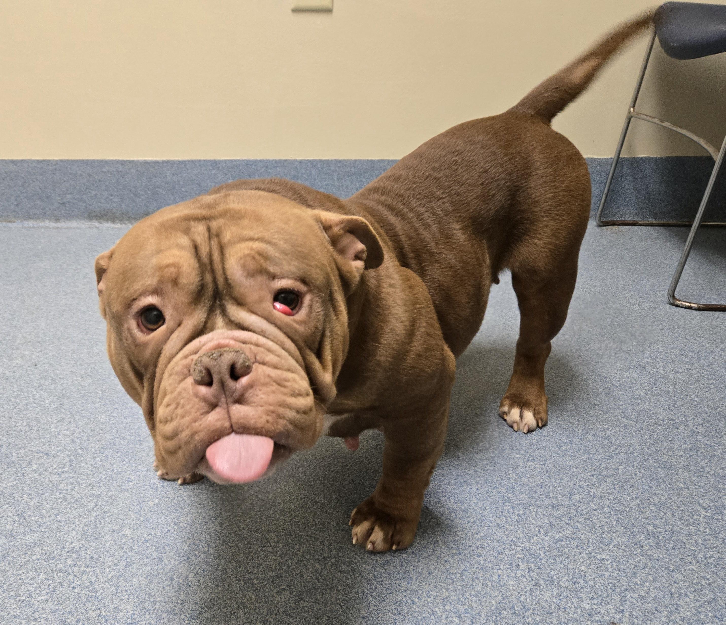 Enlarge Dumplin', an adopted American Bulldog in Suffolk, VA image 4/4