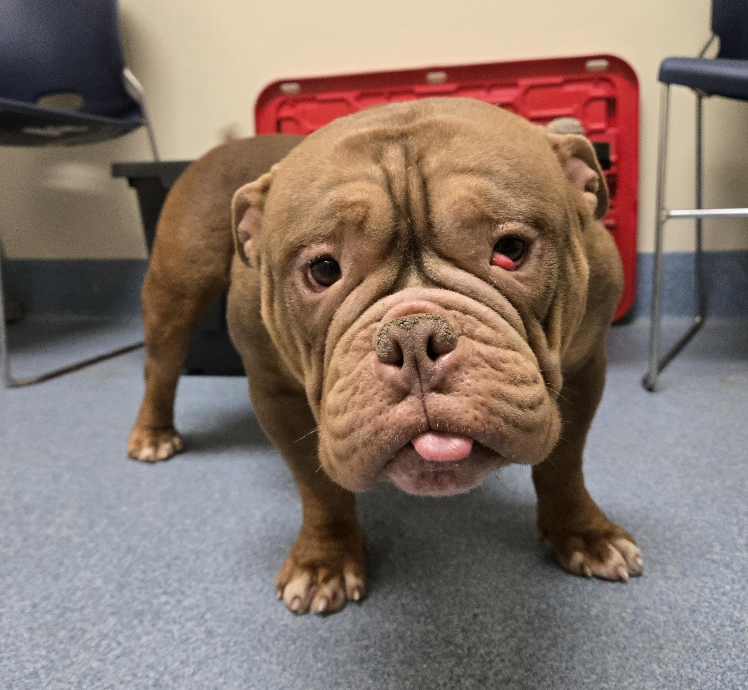 Enlarge Dumplin', an adopted American Bulldog in Suffolk, VA image 3/4