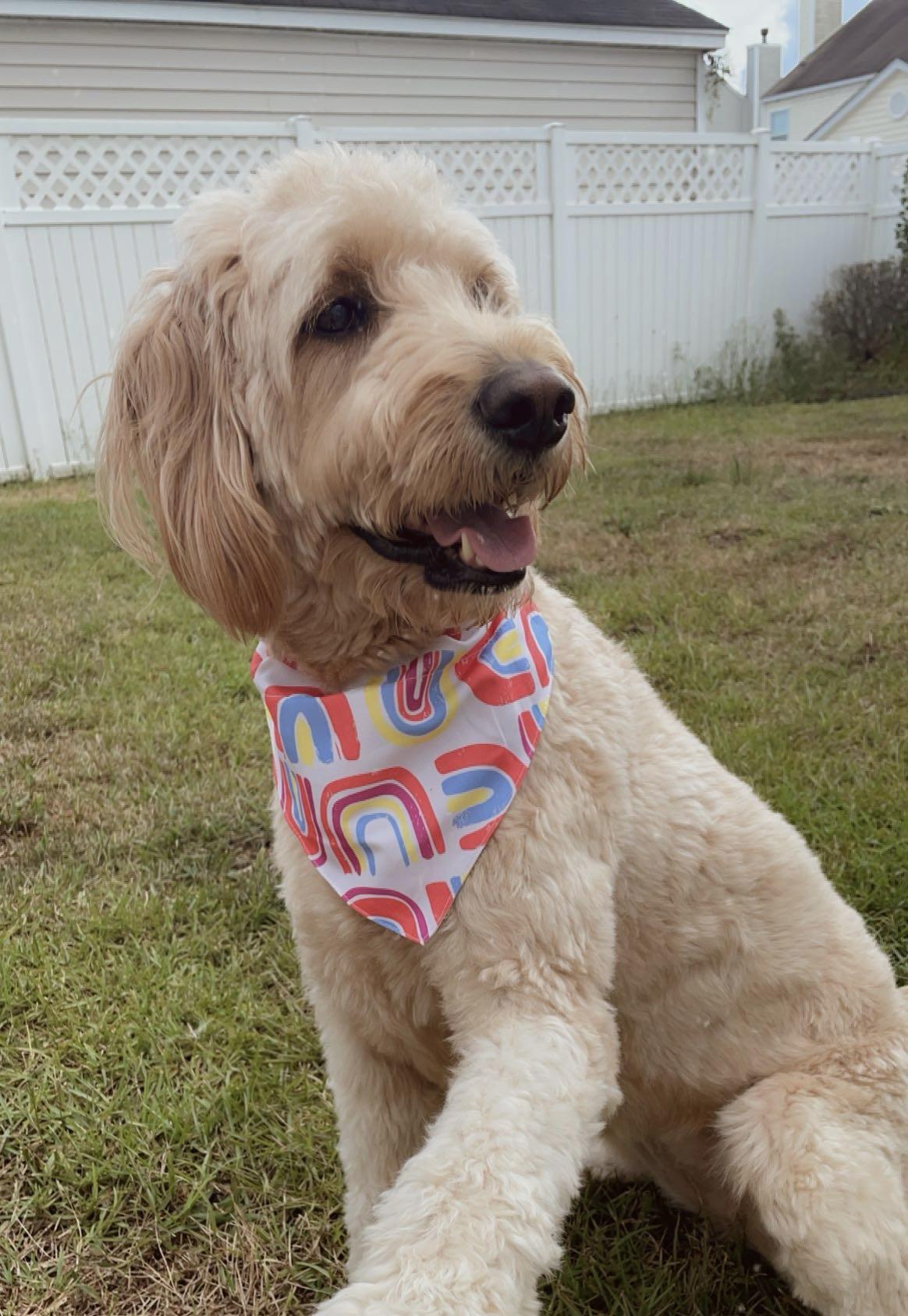 Ruby, a Adoptable Goldendoodle in Statesboro, GA image 1/2