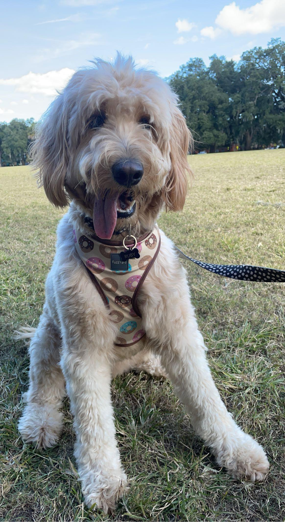 Ruby, a Adoptable Goldendoodle in Statesboro, GA image 2/2