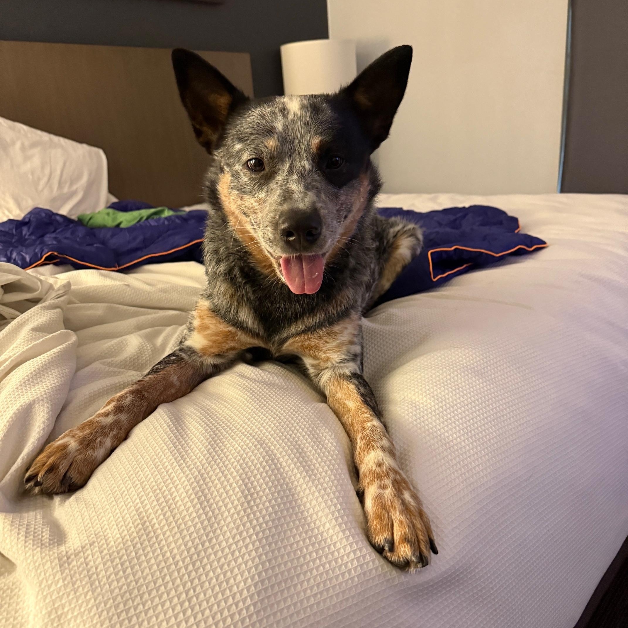 Luda, a Adoptable Australian Cattle Dog / Blue Heeler in Boonsboro, MD image 1/5