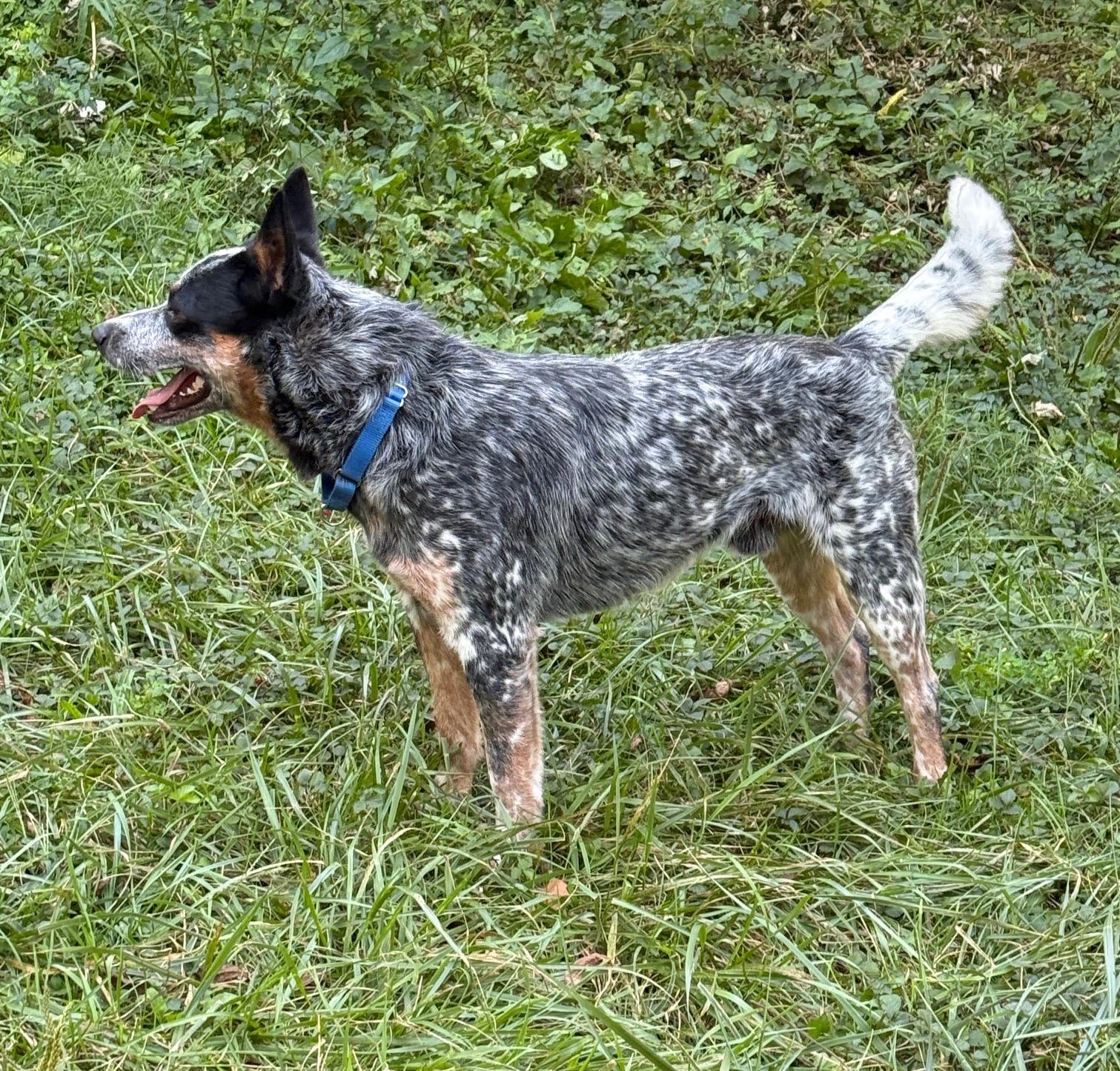 Luda, a Adoptable Australian Cattle Dog / Blue Heeler in Boonsboro, MD image 2/5