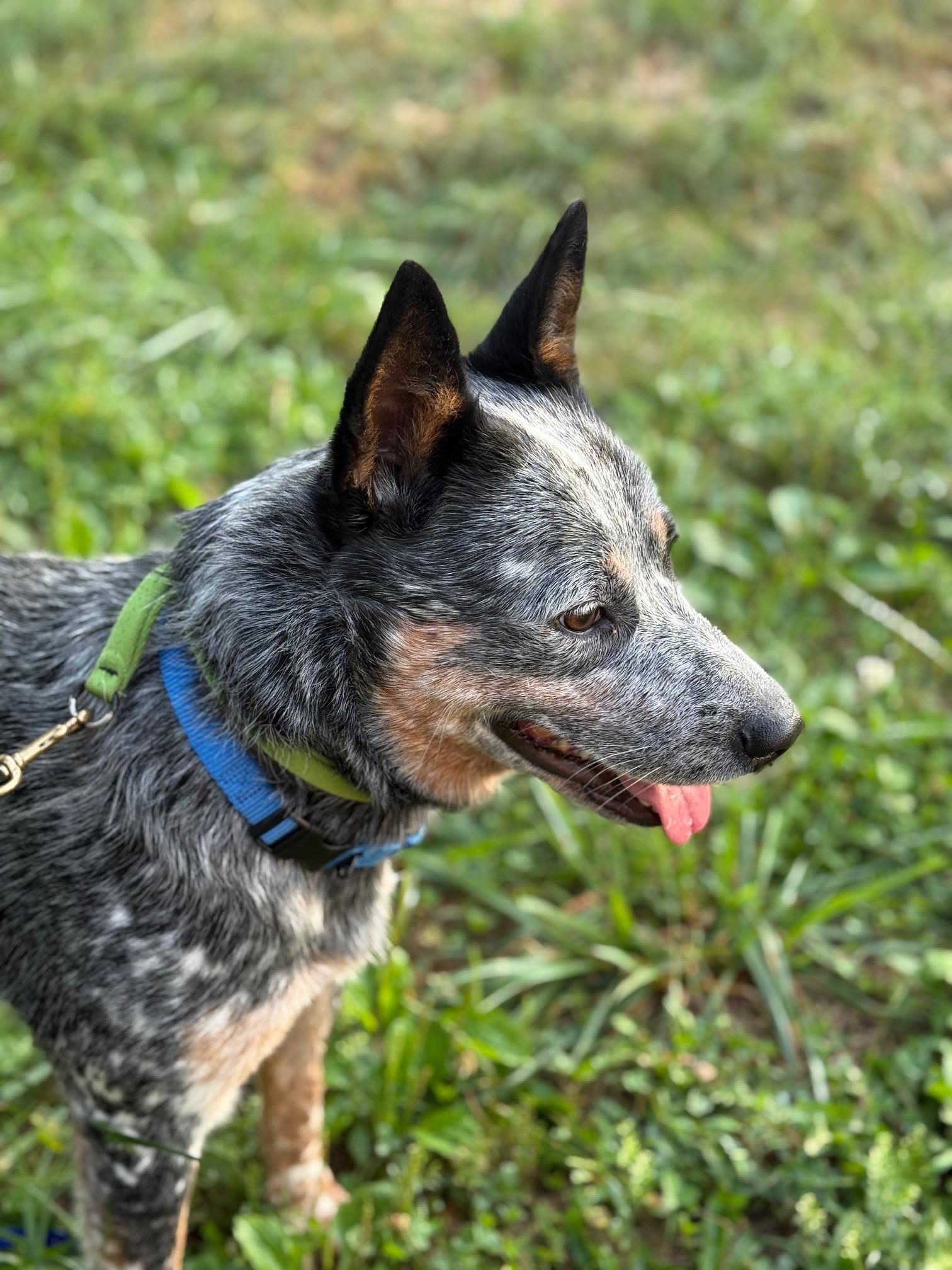 Luda, a Adoptable Australian Cattle Dog / Blue Heeler in Boonsboro, MD image 3/5