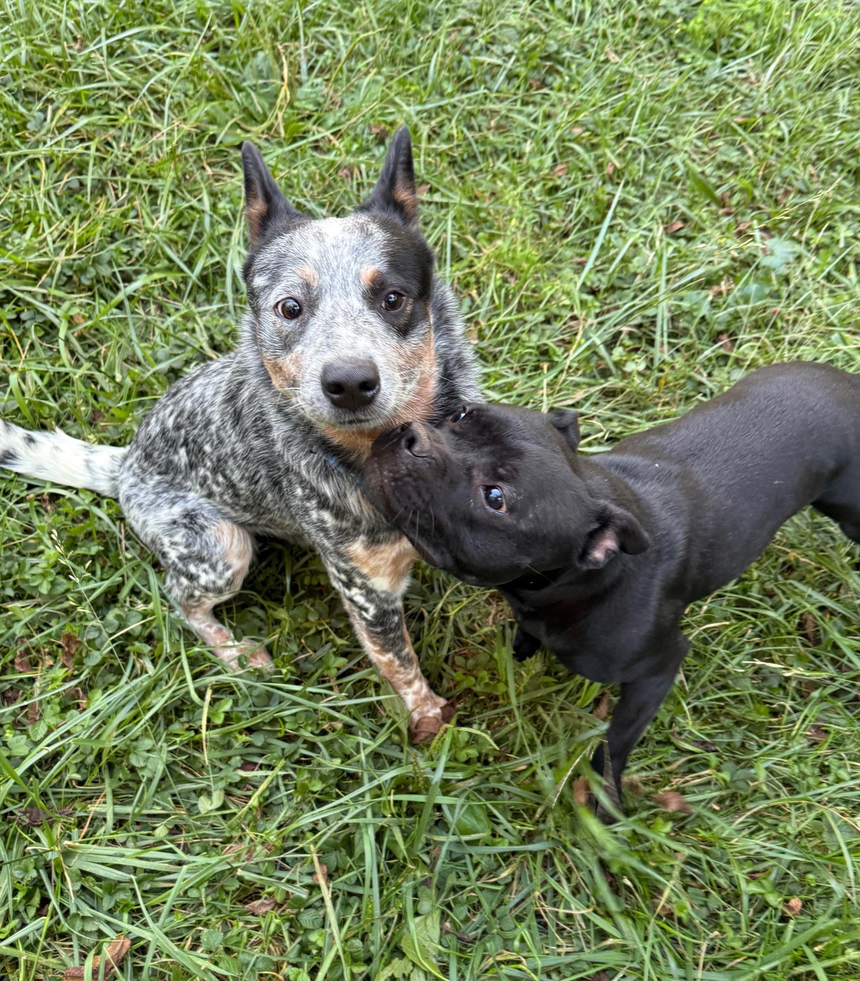 Luda, a Adoptable Australian Cattle Dog / Blue Heeler in Boonsboro, MD image 4/5