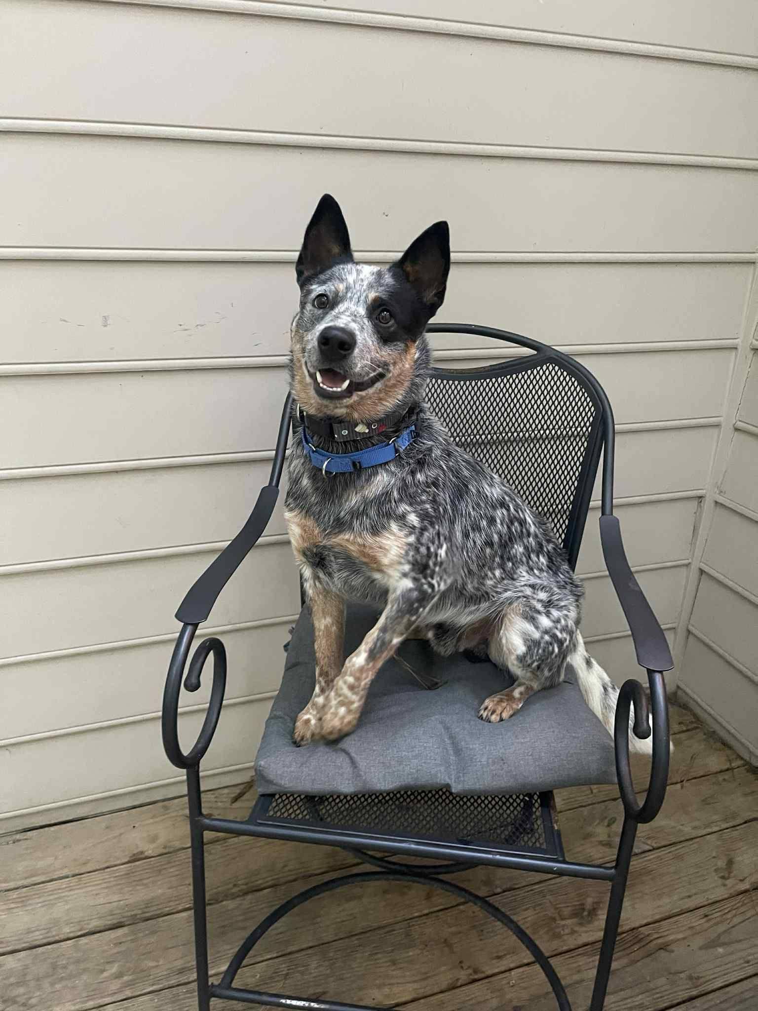Luda, a Adoptable Australian Cattle Dog / Blue Heeler in Boonsboro, MD image 5/5