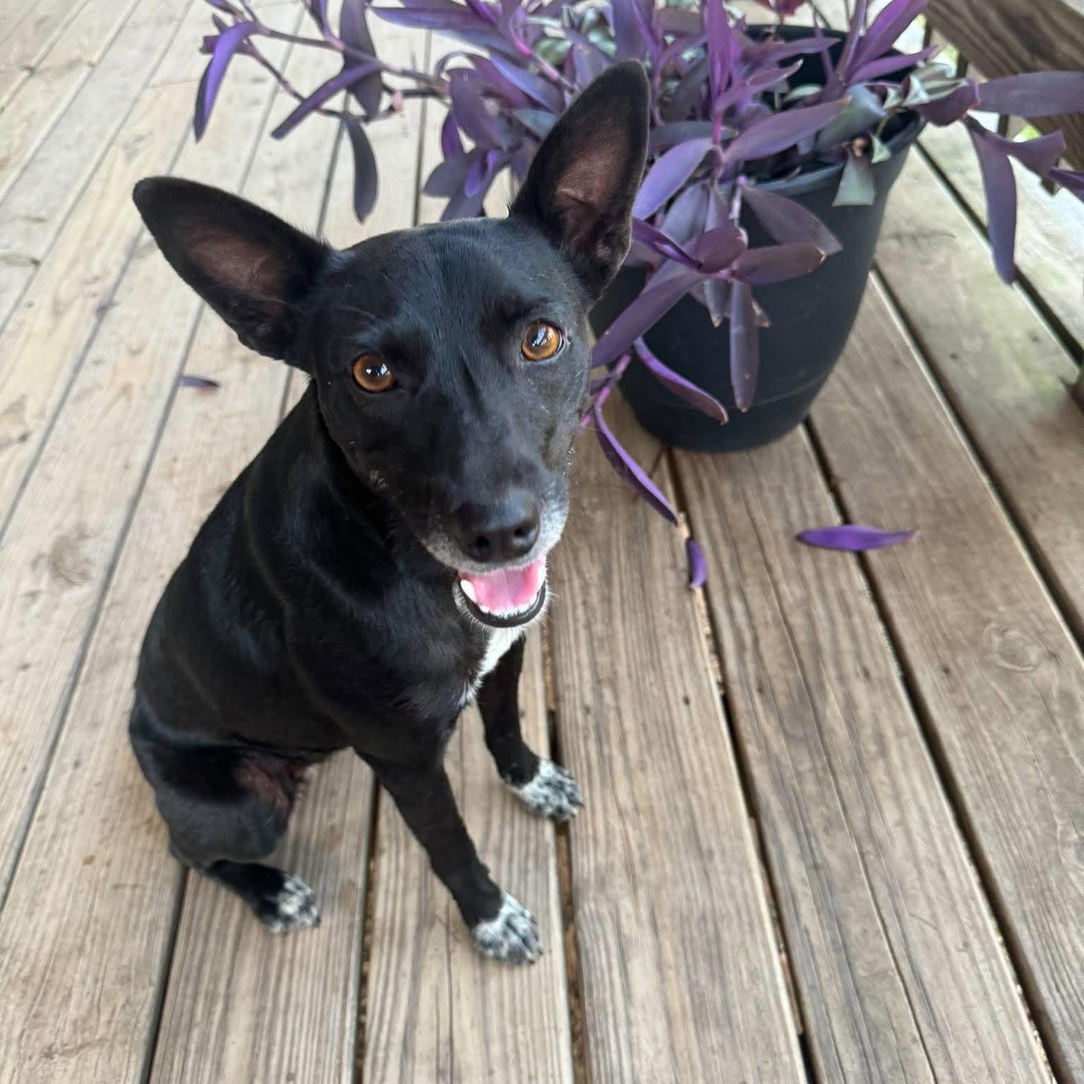 Enlarge Roxy, a Adoptable mixed breed in South Windsor, CT image 5/6