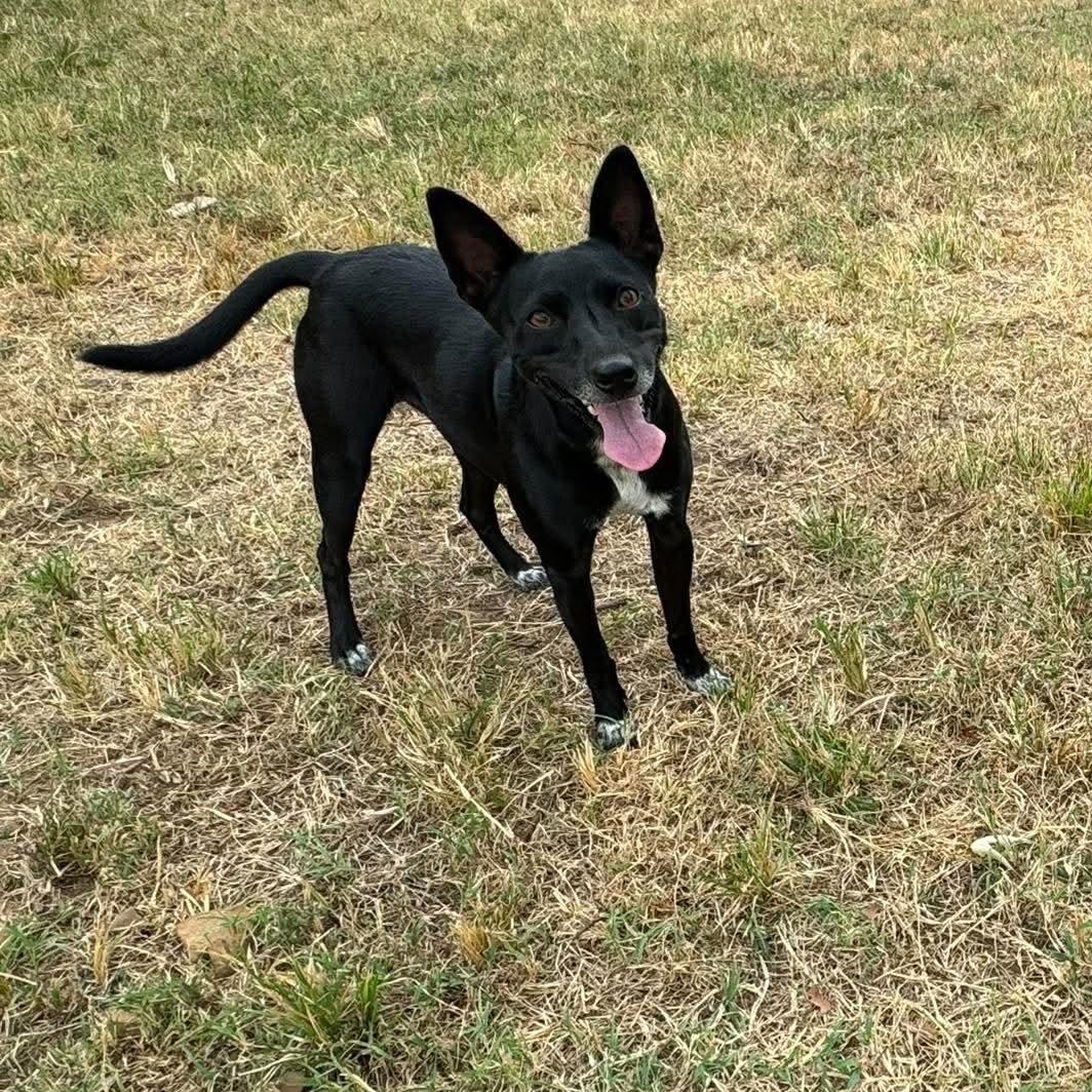 Enlarge Roxy, a Adoptable mixed breed in South Windsor, CT image 6/6