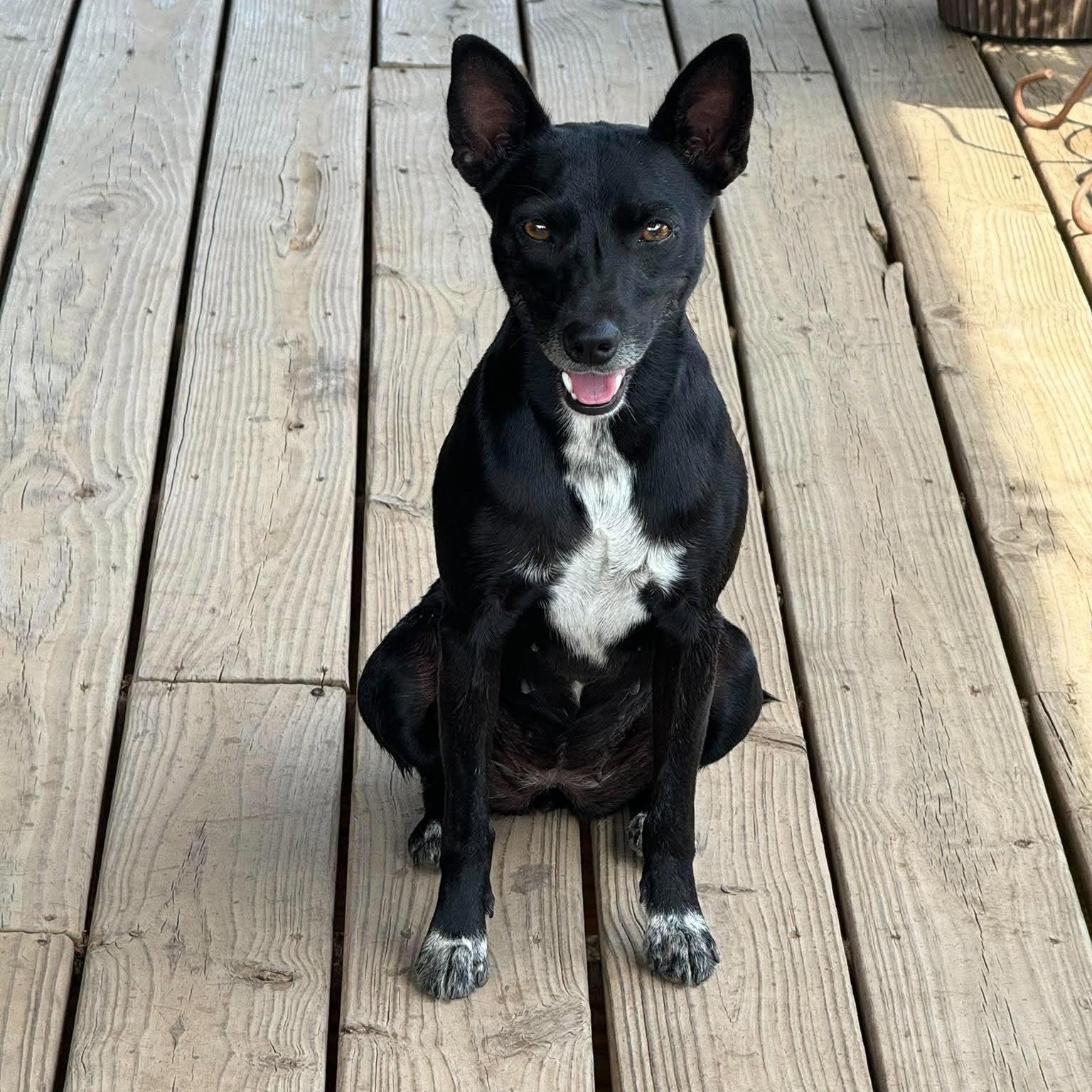 Enlarge Roxy, a Adoptable mixed breed in South Windsor, CT image 1/6