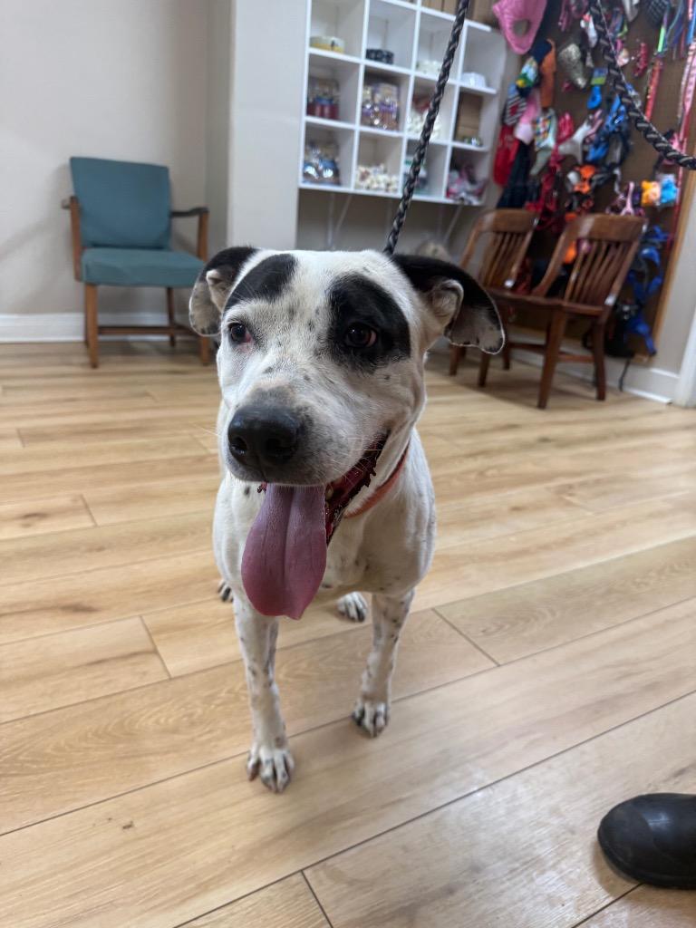 Leo, Adoptable, Adult Male Dalmatian & Labrador Retriever.