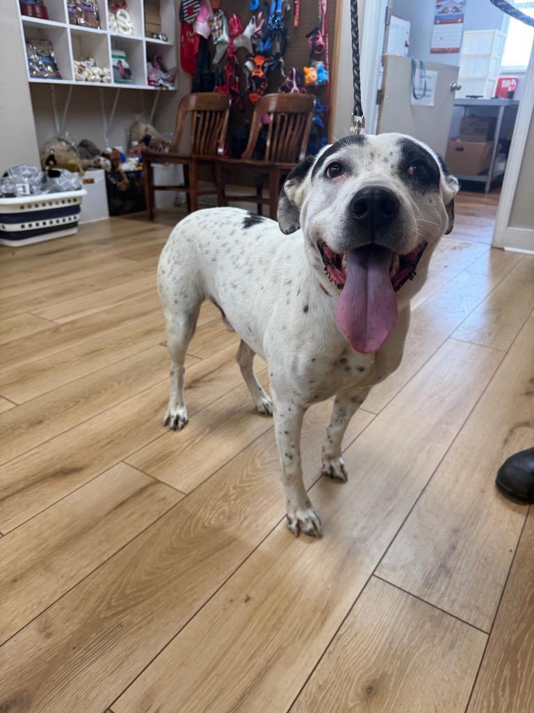 Enlarge Leo, a Adoptable mixed breed in Fayetteville, TN image 2/2