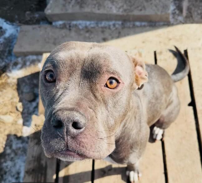 Mama, ADOPTABLE, Adult Female Mixed Breed.