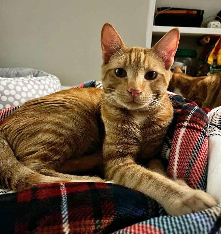 Herbie26, Adoptable, Kitten Male Domestic Short Hair.