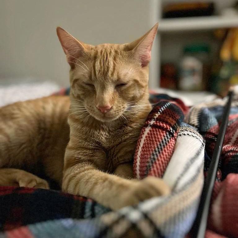 Enlarge Herbie26, a Adoptable mixed breed in Youngsville, NC image 2/2