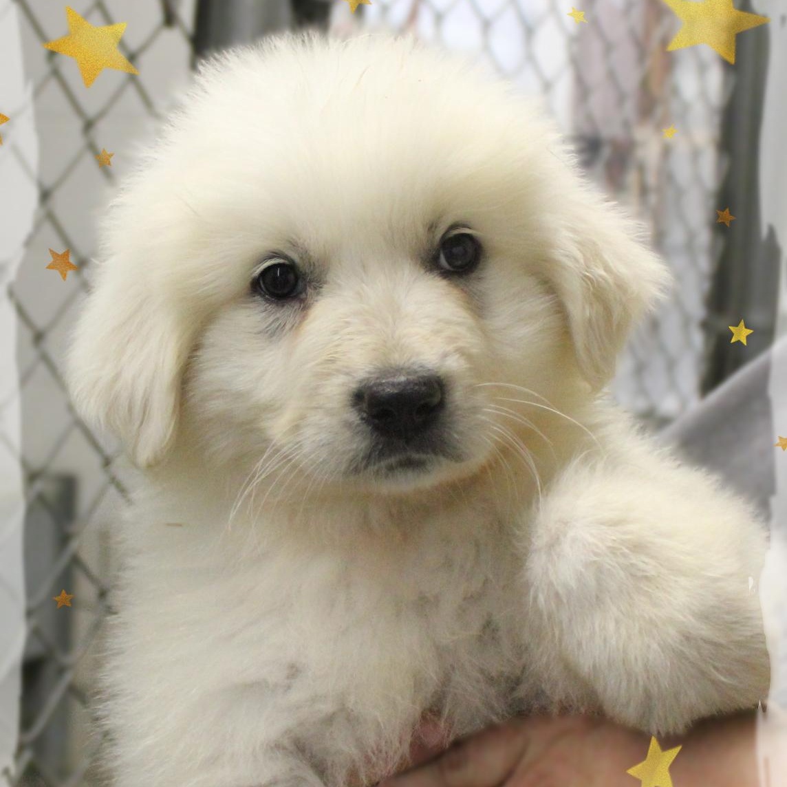 Dakota, ADOPTABLE, Puppy Male Great Pyrenees & Mixed Breed.