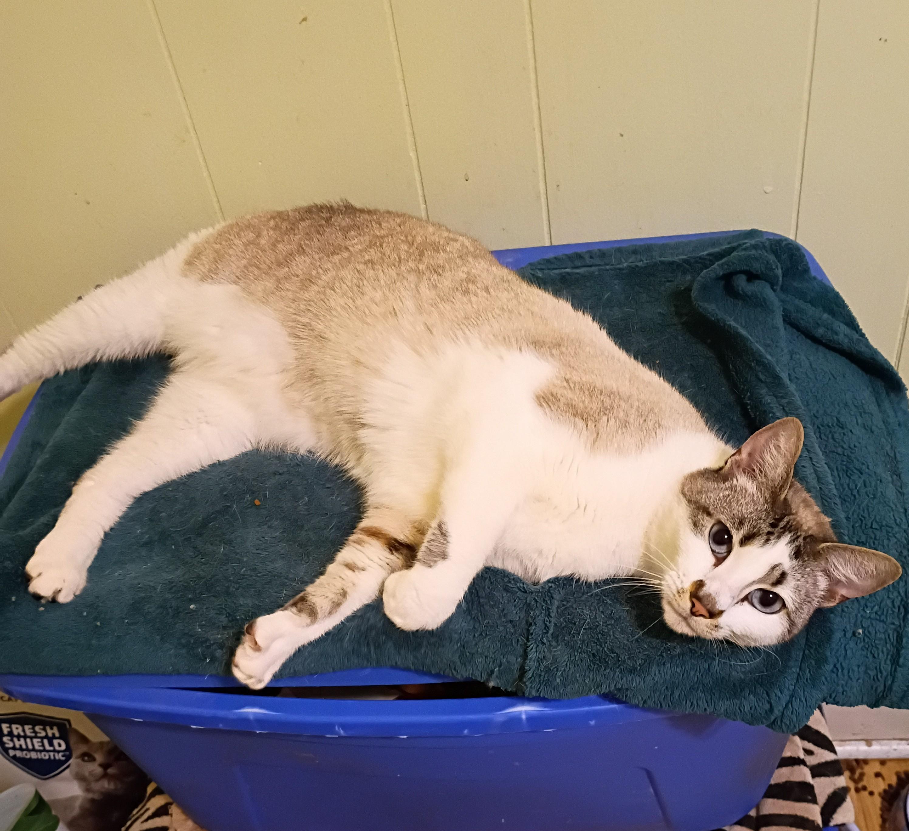 Enlarge Billie - blue eyes , an adopted mixed breed in Hendersonville, TN image 3/3