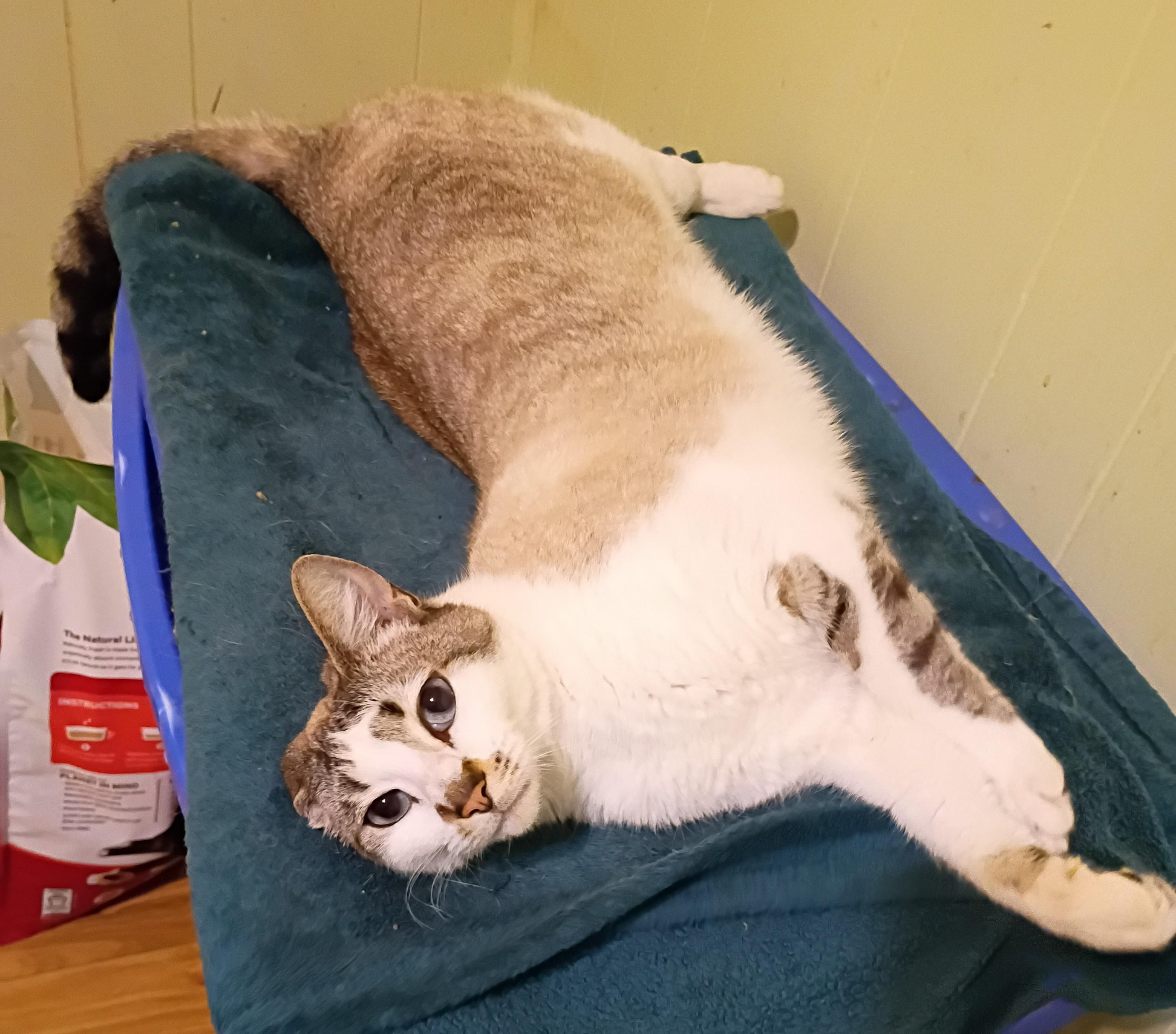 Billie - blue eyes , adopted, Young Female Siamese & Domestic Short Hair.