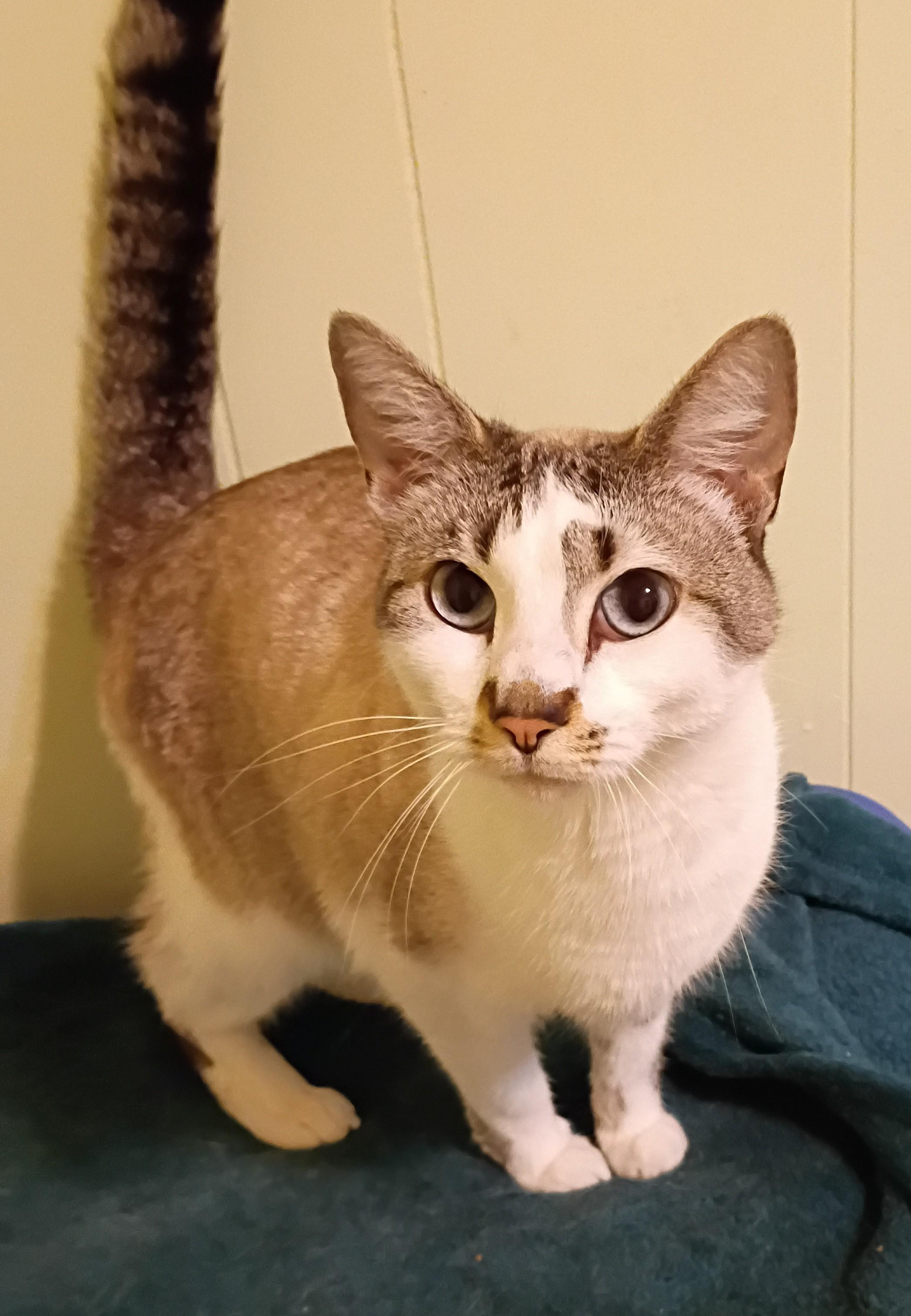 Enlarge Billie - blue eyes , an adopted mixed breed in Hendersonville, TN image 2/3