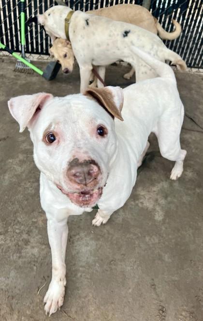 Yuki, Adoptable, Adult Male Pit Bull Terrier & Mixed Breed.