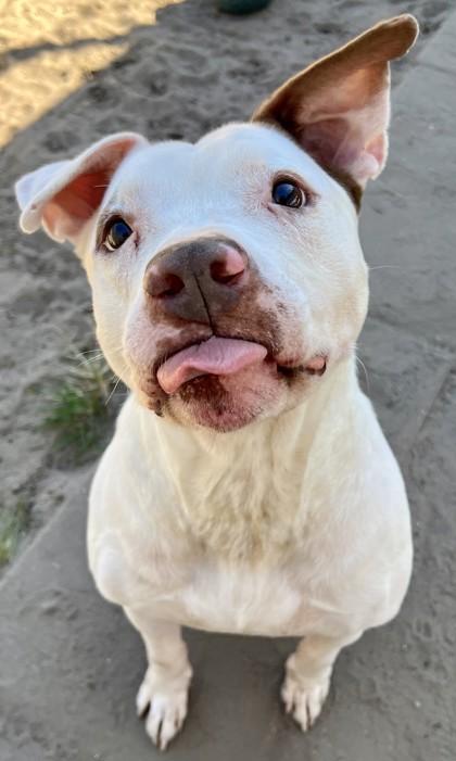 Yuki, Adoptable, Adult Male Pit Bull Terrier & Mixed Breed.