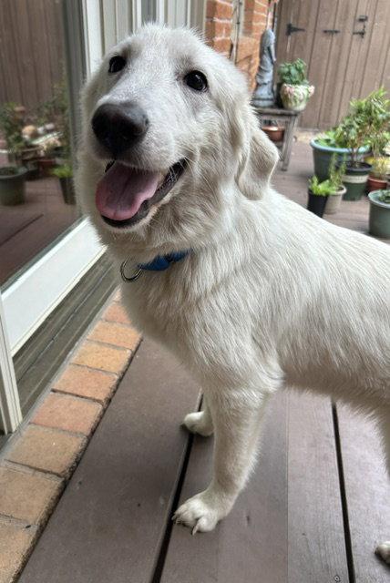 Cloud, Adopted, Young Female Great Pyrenees.