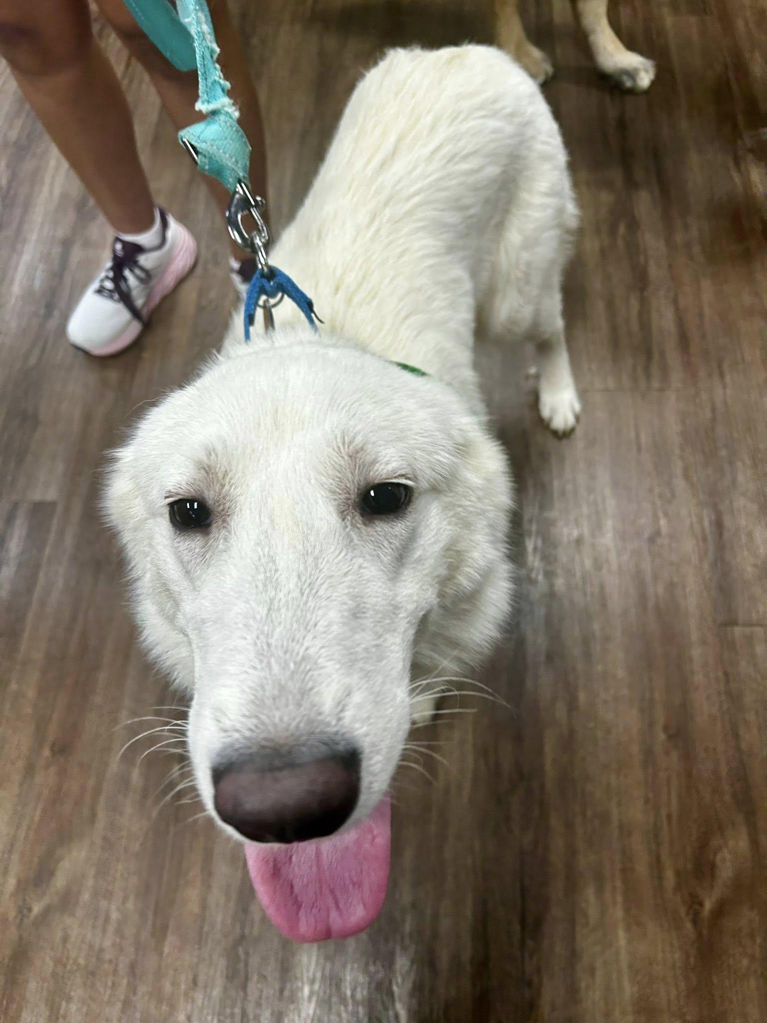 Enlarge Cloud, a Adopted Great Pyrenees in Garland, TX image 2/3