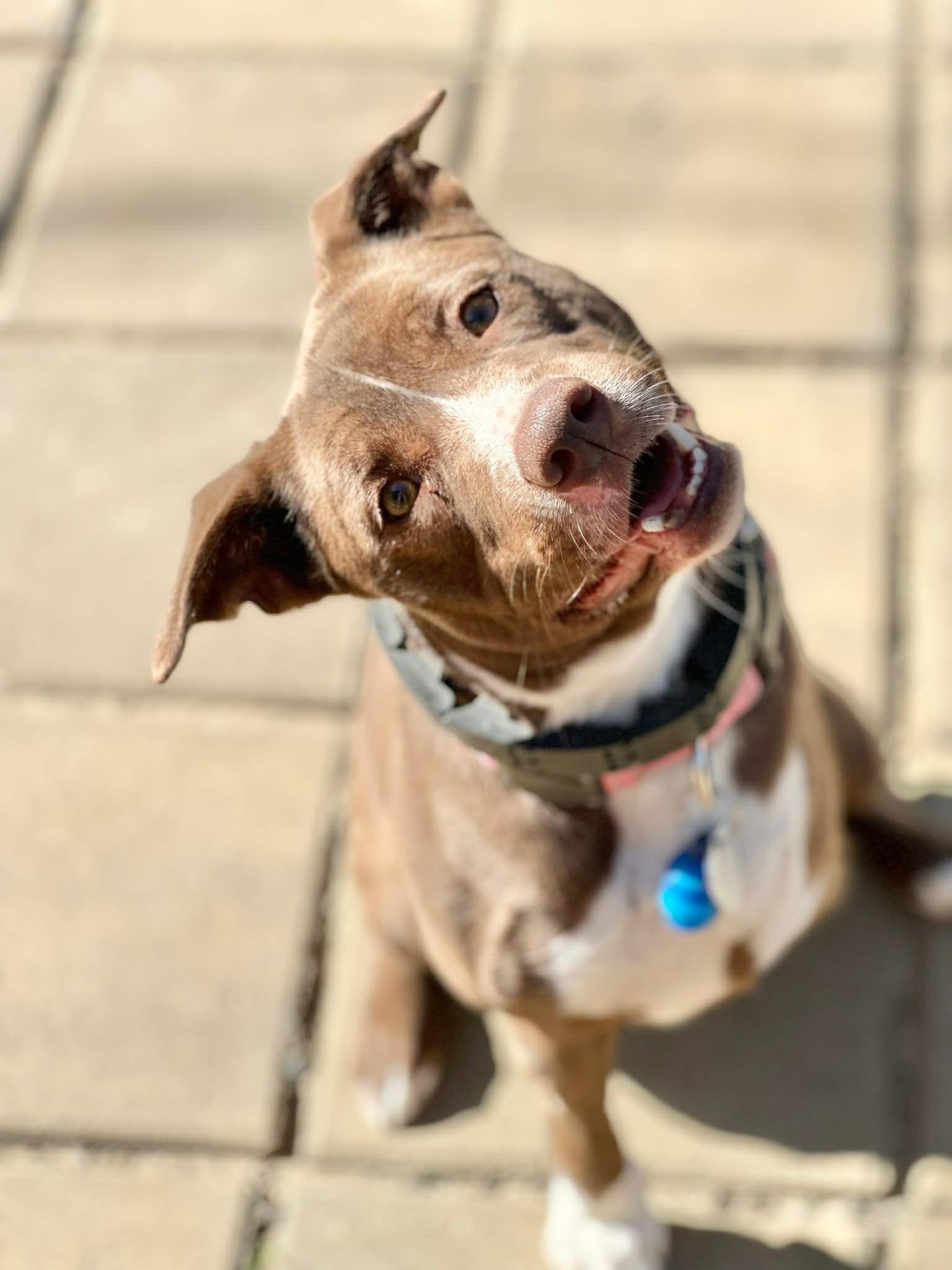 Enlarge Ladybug (Tripod Pup), an adoptable mixed breed in Clayton, NC image 1/6