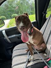 Enlarge Ladybug (Tripod Pup), an adoptable mixed breed in Clayton, NC image 3/6