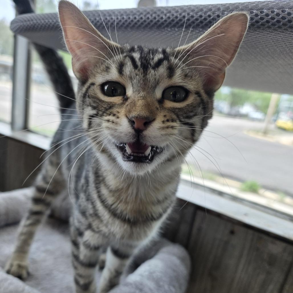 Mr. Bingley, Adoptable, Kitten Male Domestic Short Hair.