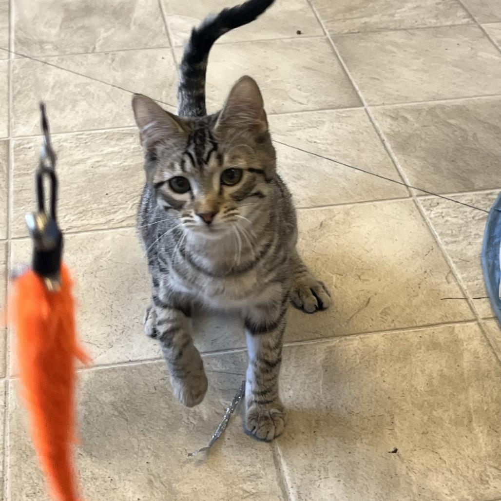 Mr. Bingley, a Adoptable Domestic Short Hair in Laramie, WY image 2/6