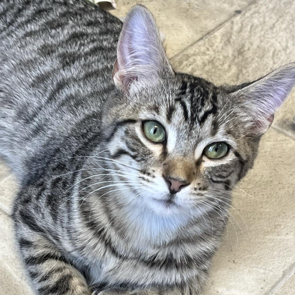 Mr. Bingley, a Adoptable Domestic Short Hair in Laramie, WY image 3/6