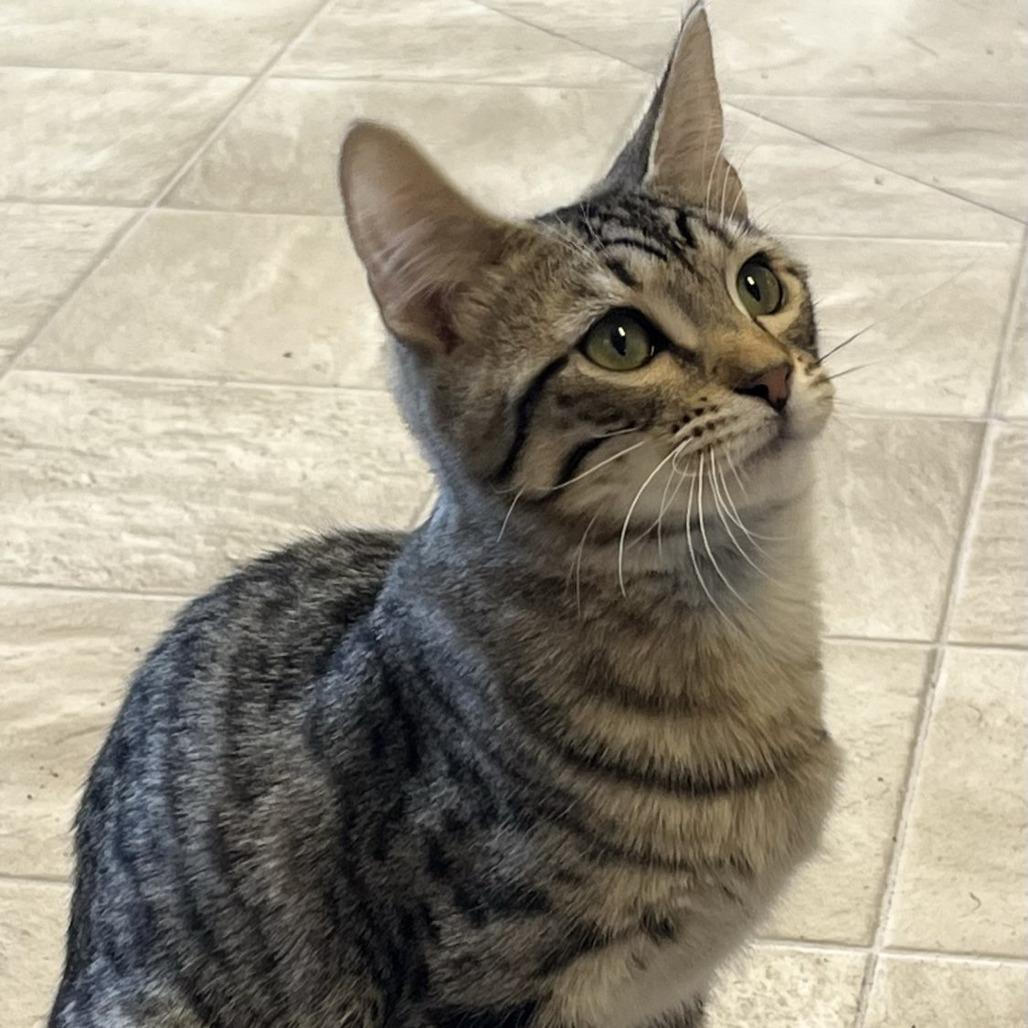 Mr. Bingley, a Adoptable Domestic Short Hair in Laramie, WY image 4/6
