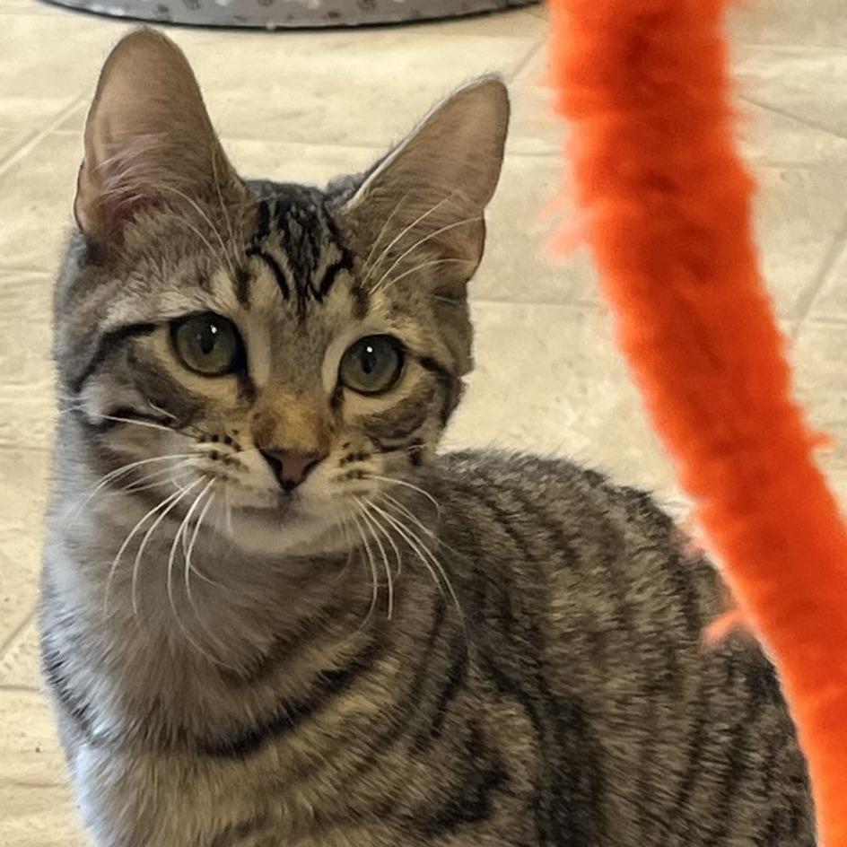 Mr. Bingley, a Adoptable Domestic Short Hair in Laramie, WY image 5/6