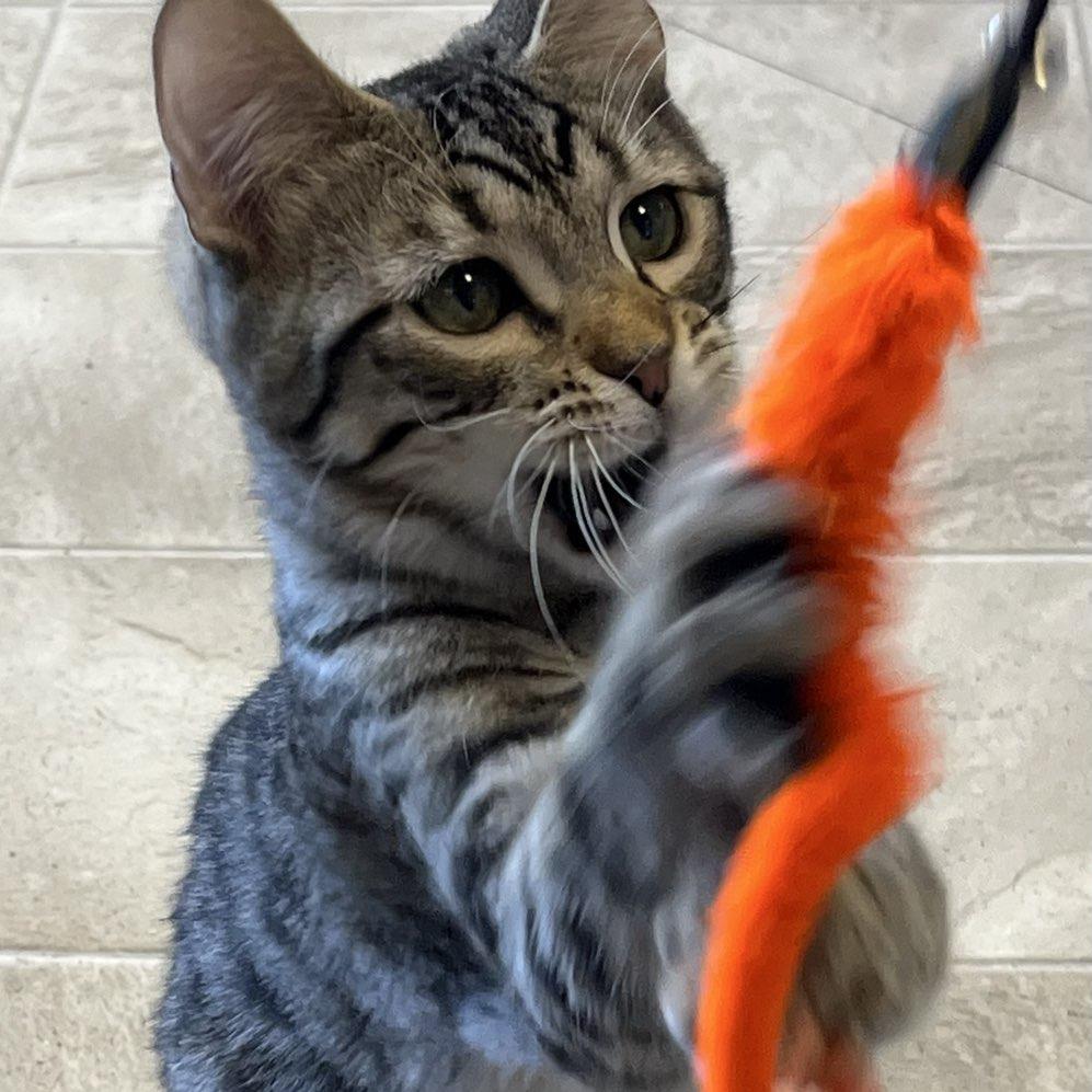 Mr. Bingley, a Adoptable Domestic Short Hair in Laramie, WY image 6/6