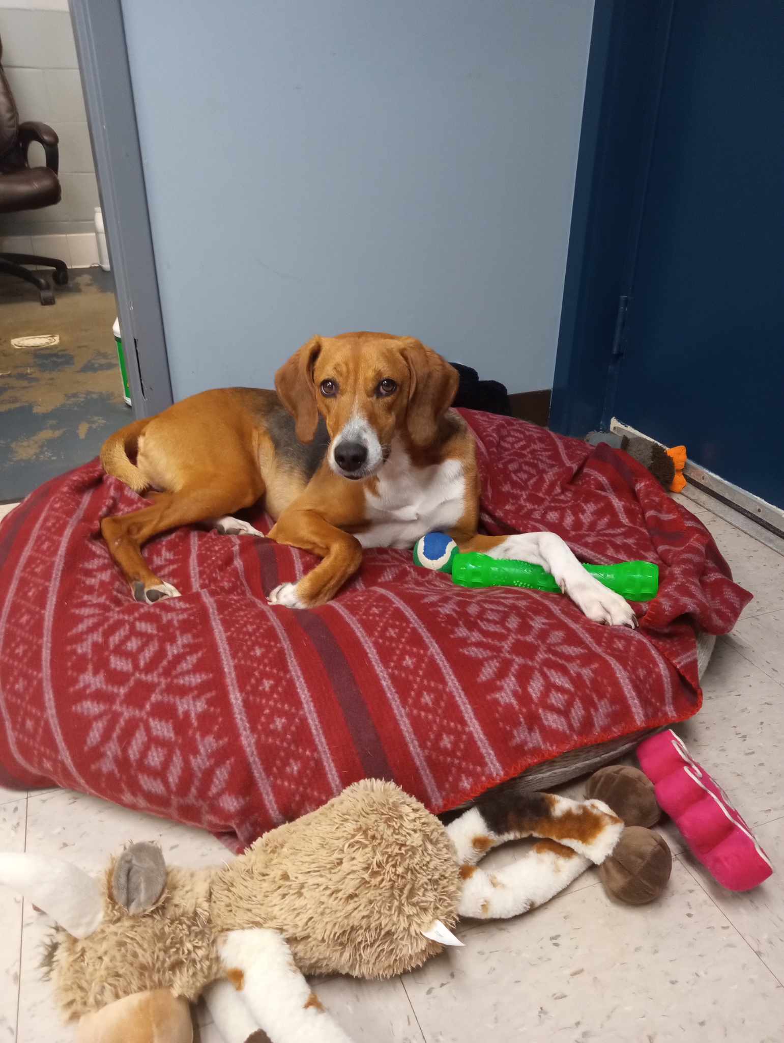 Dog for adoption Mona, a Treeing Walker Coonhound in Onley, VA