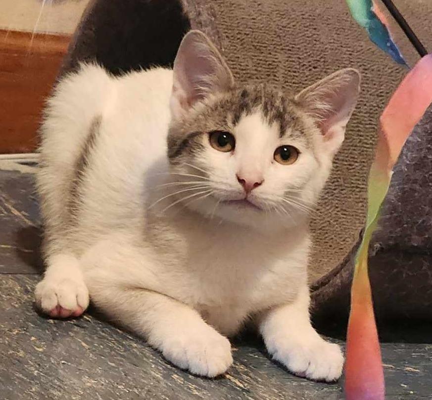 Enlarge Eichel, a Adoptable American Shorthair in Hagaman, NY image 1/6