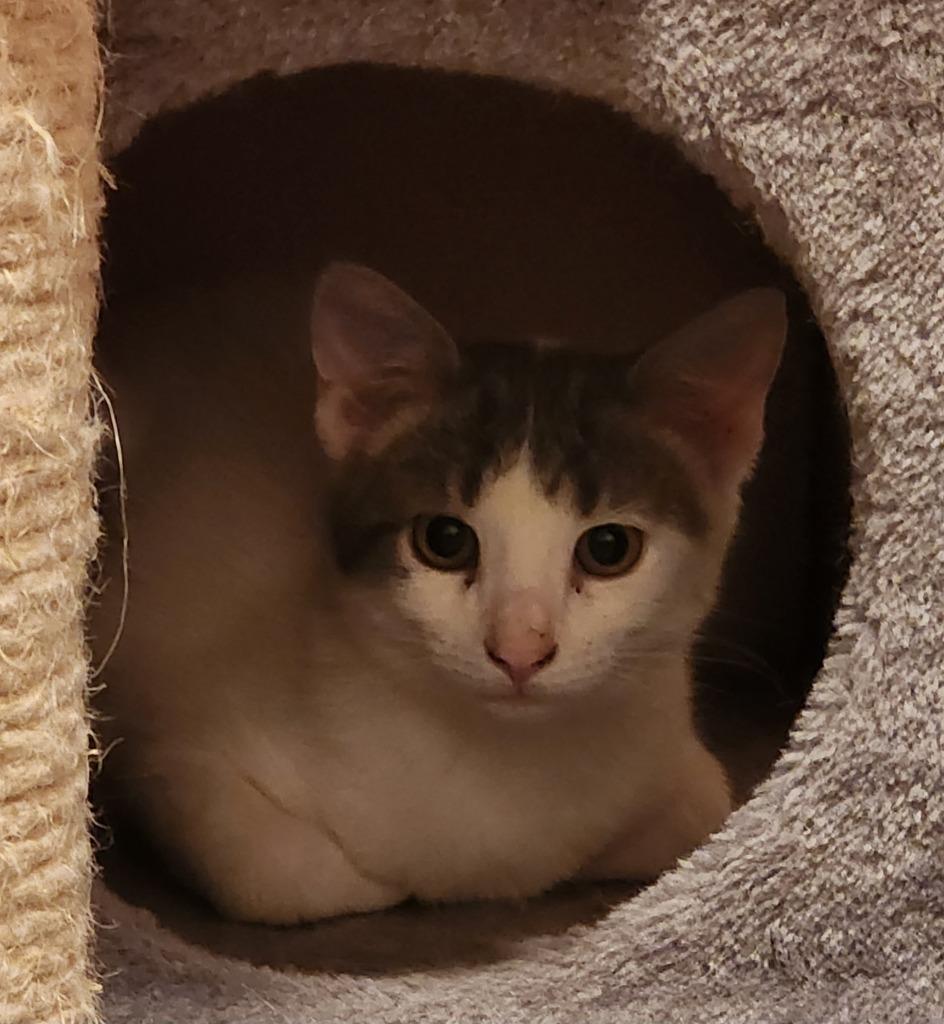 Enlarge Eichel, a Adoptable American Shorthair in Hagaman, NY image 2/6