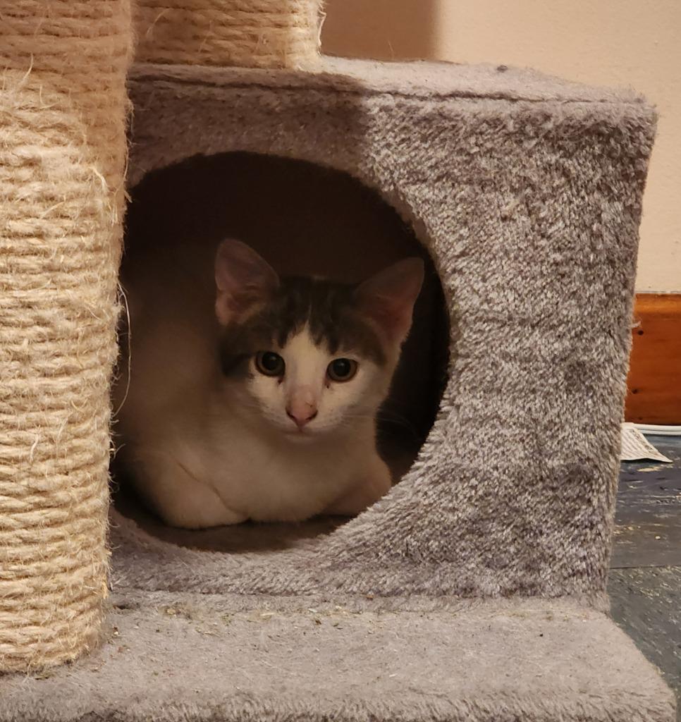 Enlarge Eichel, a Adoptable American Shorthair in Hagaman, NY image 3/6