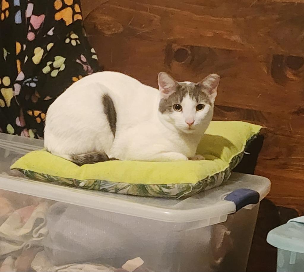 Enlarge Eichel, a Adoptable American Shorthair in Hagaman, NY image 4/6