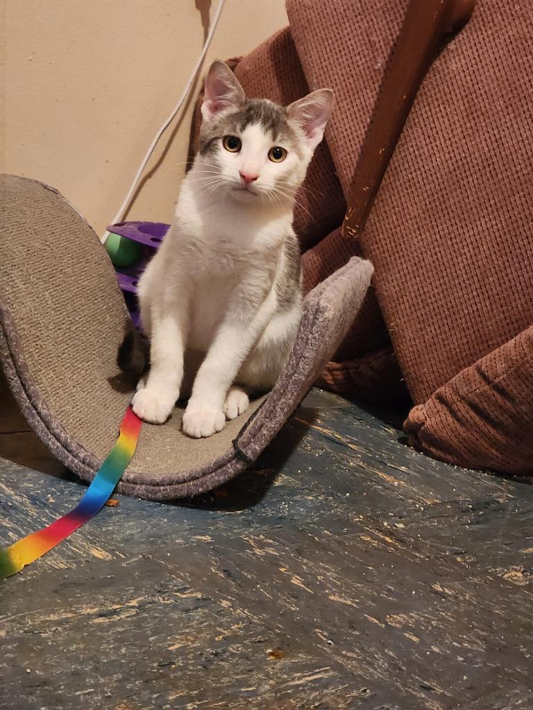 Enlarge Eichel, a Adoptable American Shorthair in Hagaman, NY image 5/6